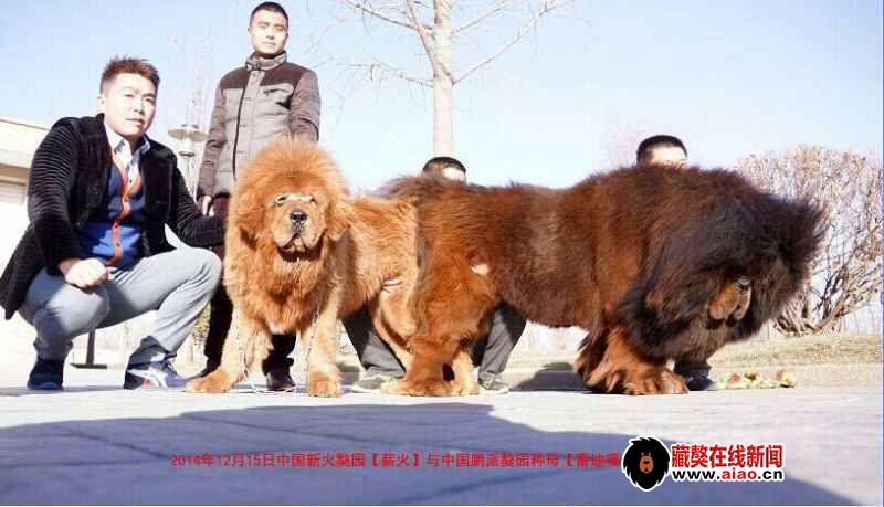 勁爆聯姻嗨翻獒界 獒王“薪火(huǒ)”實力婚配“雷迪嘎嘎”