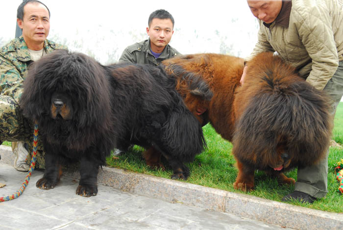 喜訊:青島金(jīn)剛獒園大豐收,超級種母群誕下(xià)“薪火(huǒ)”“赤焰”後代