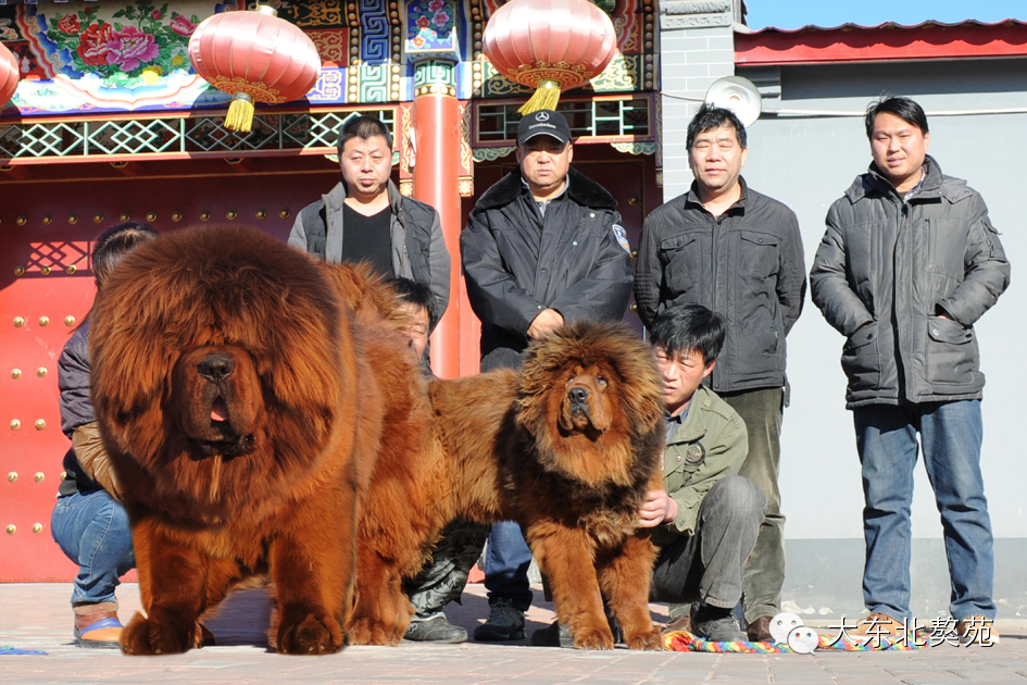 【秘密武器(qì)】【金(jīn)磚】聯手日娶四妃，配種收官戰震撼繼續！