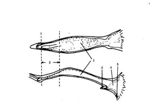 母藏獒的生(shēng)殖道1.陰道 2.子(zǐ)宮頸後褶長度 3尿道 4.前庭 5.陰蒂窩