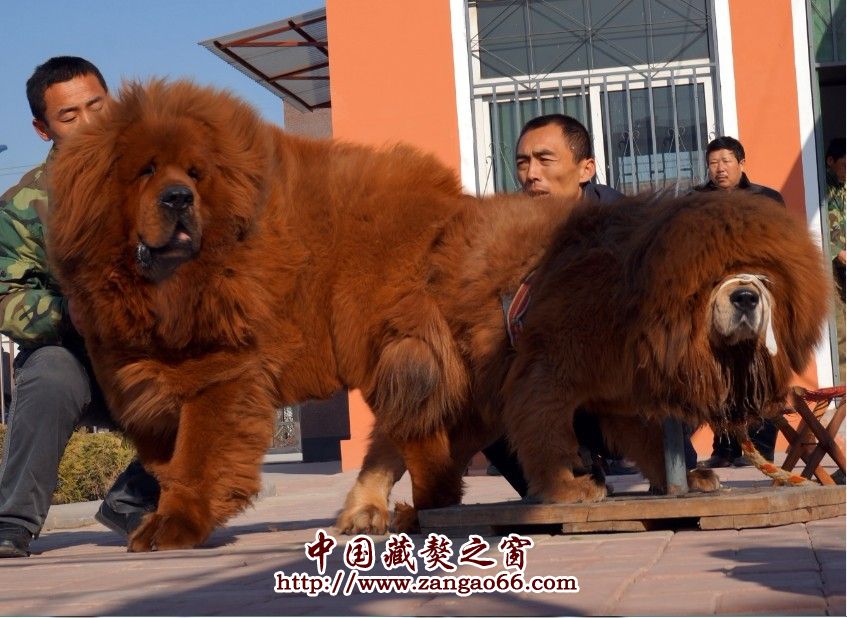 4國粹配獅馱.jpg